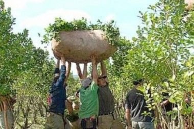 yerba mate como canal de liberacion