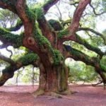 El roble es un arbol sagrado